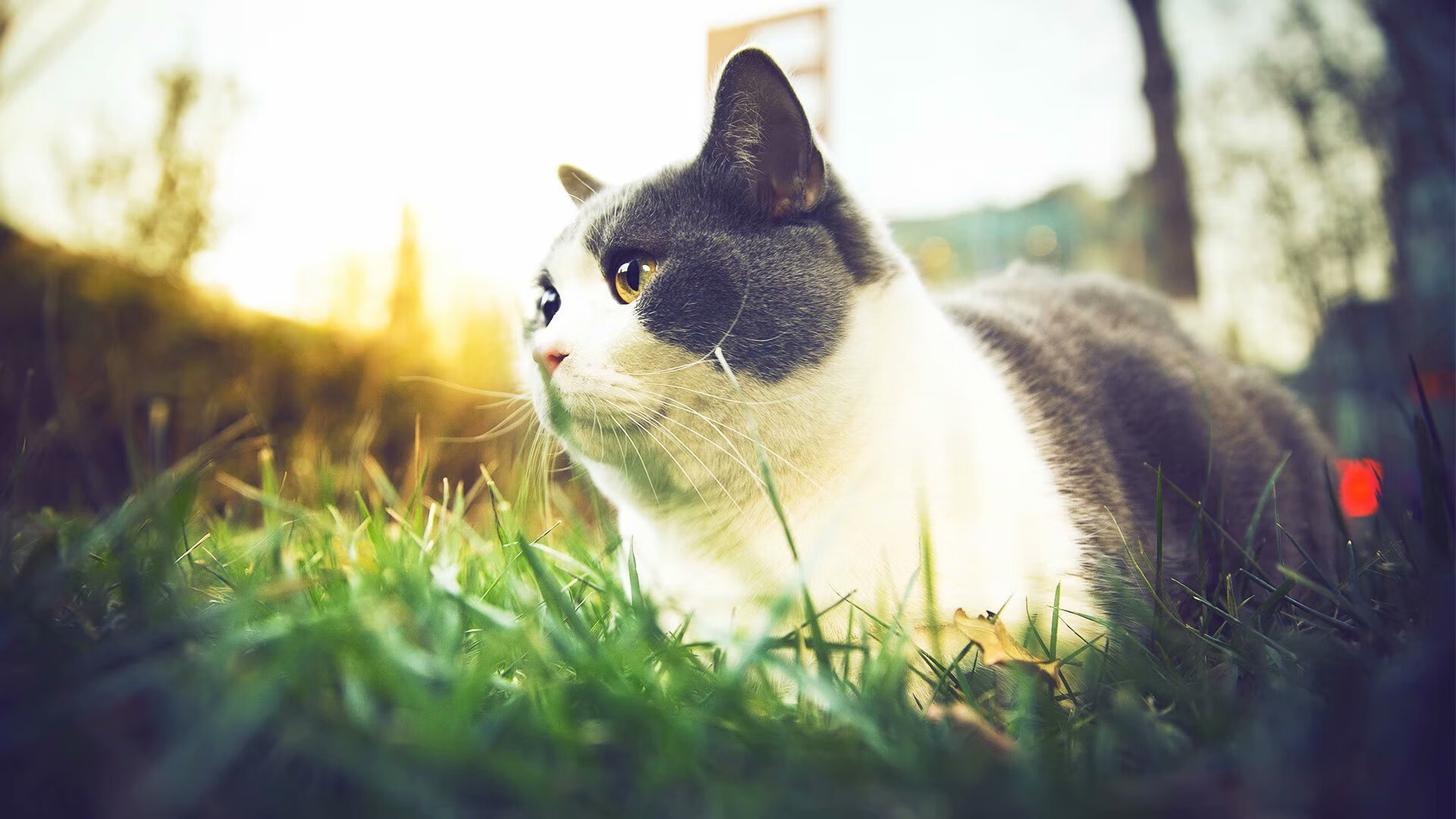 唯一性之战,勒沃库森的铁血压制与罗德里的焦点接管