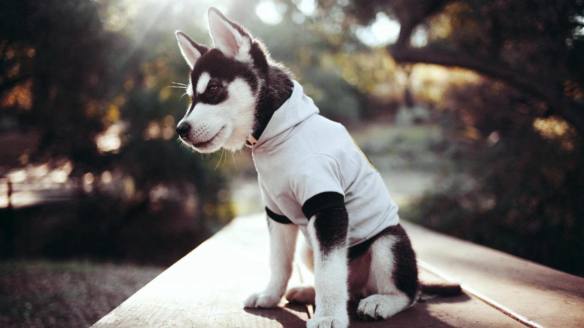 火箭封锁浙江队,德罗赞成为关键先生